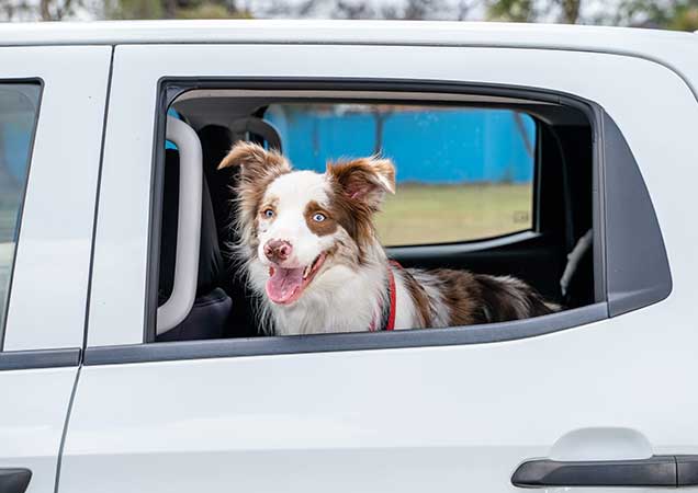 car window dogs legislation queensland
